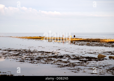 Robin Hoods Bay Urlaub Sonnenuntergang über die Hersteller wagen sich auf die Felsen und die Pools, wie die Flut zurückzieht. Stockfoto