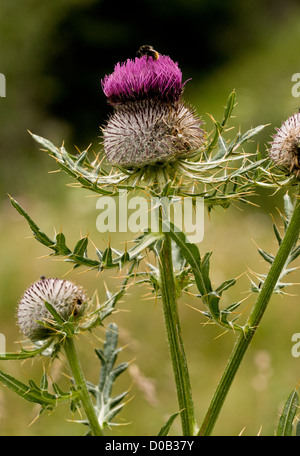 Wollige Distel (Cirsium Wollgras) Blüte, die von Nectaring Biene besucht Stockfoto