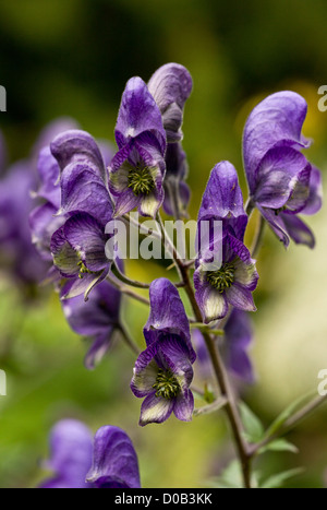 Gemeinsamen Eisenhut (Aconitum Napellus) in Blüte, Nahaufnahme, Italienische Alpen Stockfoto