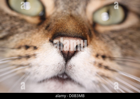 Tabby Katze Nase closeup Stockfoto