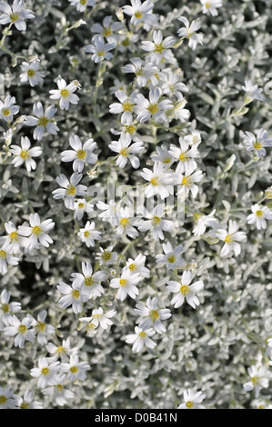 SCHNEE IM SOMMER (FILZIGES HORNKRAUT) EINE GERINGE STREUUNG PFLANZEN BLÜHEN IM FRÜHJAHR SOMME (80) FRANKREICH Stockfoto