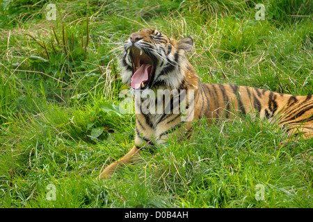 Amur-Tiger, liegend auf der Wiese am See Wild Bezirk Animal Park. Stockfoto