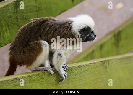 Eine Seitenansicht von einem Baumwolle gekrönt Tamarin in den Lake District Wild Animal Park. Stockfoto