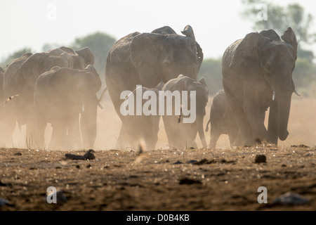 Afrikanischer Elefant (Loxodonta Africana) im Khaudum Nationalpark, Namibia. Stockfoto