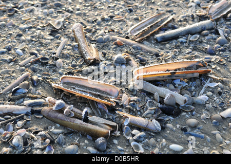 RASIERER MUSCHELN GEWASCHEN OBEN AM STRAND BEI LOW TIDE CAYEUX-SUR-MER BAIE DE SOMME (80) FRANKREICH Stockfoto