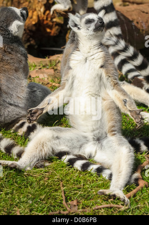 Ring-Tailed Lemur Sonnenbaden auf der Wiese am See Bezirk Wild Animal Park. Stockfoto