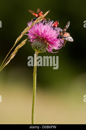 Alpine Distel (Blütenstandsboden Defloratus) mit dem Besuch der Burnet Motten, close-up, Italienische Alpen Stockfoto