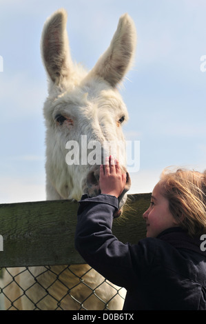 KLEINES MÄDCHEN PETTING ESEL WÄHREND BESUCH ASINERIE DU MARQUENTERRE FARM RINDER GEFLÜGEL ANDERE FARM TIERE QUEND SOMME ANHEBUNG Stockfoto