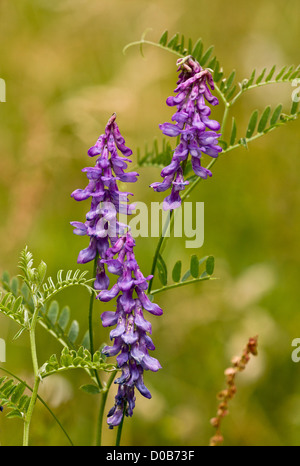 Getuftet Wicke (Vicia Cracca) in Blüte, Nahaufnahme Stockfoto