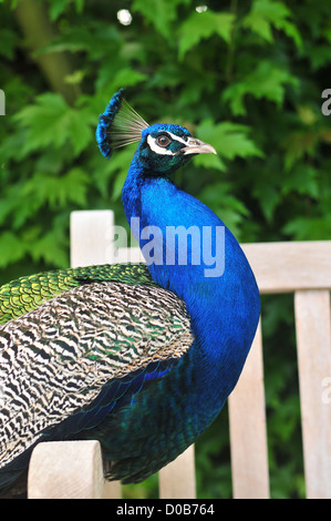 PFAU IM GARTEN DER ABTEI VON VALLOIRES, ERBAUT IM 17. UND 18. JAHRHUNDERT ARGOULES SOMME (80) FRANKREICH Stockfoto