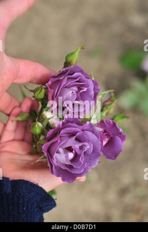 VIOLETTE ROSEN IM ROSENGARTEN DES BEFESTIGTEN SCHLOSSES IN RAMBURES (14. UND 15. JAHRHUNDERT) SOMME (80) IN FRANKREICH Stockfoto