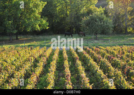 CHAMPAGNE REBEN IM HERBST ESSOMES-SUR-MARNE AISNE (02) FRANKREICH Stockfoto