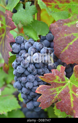 REIHE VON ROTEN TRAUBEN PINOT NOIR KLAFFT WEINBERGE DER CHAMPAGNE IN FRANKREICH HERBST ESSOMES-SUR-MARNE AISNE (02) Stockfoto