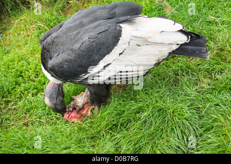 Ein Andenkondor Fütterung im Lake District Wild Animal Park. Stockfoto