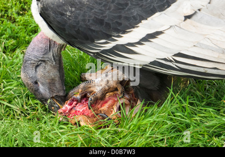 Eine Nahaufnahme von einem Andenkondor Fütterung an den Lake District Wild Animal Park. Stockfoto