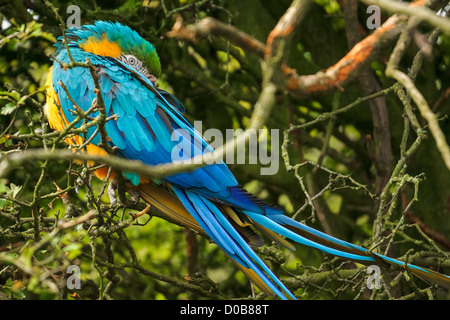 Blau und Gold Ara ruht in einem Baum an der Seenplatte Wild Animal Park. Stockfoto