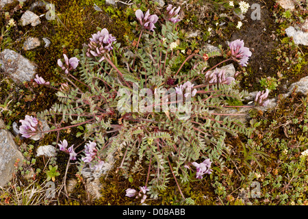 Berg Milch-Wicke, Oxytropis Jacquinii in Blüte, Französische Alpen. Stockfoto
