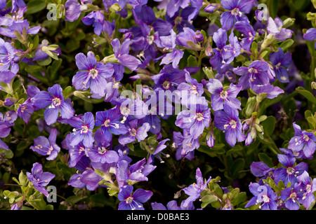 Felsen-Ehrenpreis (Veronica Fruticans) in Blüte; Nahaufnahme, Mont Cenis, Französische Alpen Stockfoto