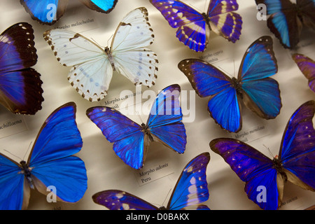 Sammlung von blauen Schmetterlinge im Display-Ausstellung für Wissenschaft und Bildung, American Museum of Natural History, NYC Stockfoto