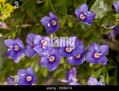 Felsen-Ehrenpreis (Veronica Fruticans) in Blüte; Nahaufnahme, Mont Cenis, Französische Alpen Stockfoto