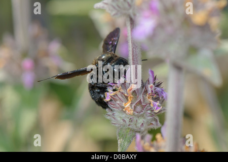 Blaue Holzbiene, Xylocopa Violacea, Holzbiene Stockfoto