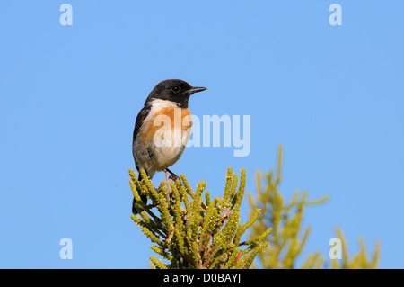 Braunkehlchen Männchen, Saxicola Rubetra, männliche Braunkehlchen Stockfoto