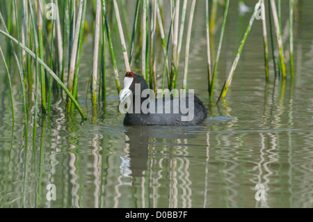 Kammblässhuhn, Fulica Cristata, rot genoppt Blässhuhn Stockfoto