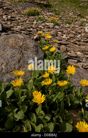Large-flowered Orientgämswurz (Doronicum Grandiflorum) in Blüte, Nationalparks Vanoise, Frankreich Stockfoto