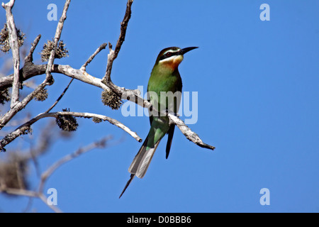 Madagaskar-Biene-Esser in einem Baum in Madagaskar Stockfoto