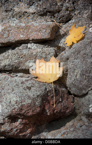 Zwei Blätter auf Felsen in Boise, Idaho. Stockfoto