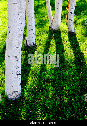 Weißen Aspen Baumstämme mit grünem Rasen und Schatten Stockfoto