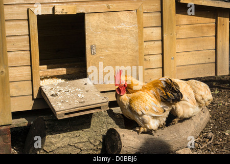 Ein Huhn, so dass es ist an einem sonnigen Tag Rückfahrt nach dem Putsch. Stockfoto