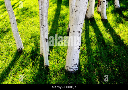 Mehrere weiße Espe Bäume mit dunklen Schatten und grasgrün Stockfoto