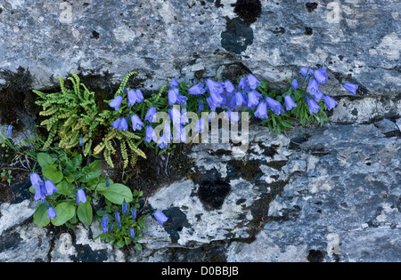 Glockenblumen (Campanula Rotundifolia) in Blüte auf alten Mauer. Stockfoto