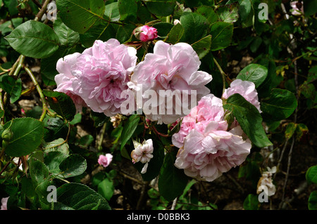 Rosa Gallica "Fantin Latour". Rosa Centifolia, Rosengarten: 'La Cour de Commer', Mayenne, Land der Loire, Frankreich. Stockfoto