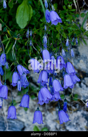 Glockenblumen (Campanula Rotundifolia) in Blüte auf alten Mauer, Nahaufnahme Stockfoto