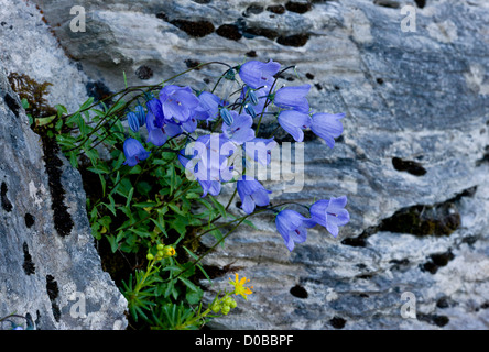 Glockenblumen, Campanula Rotundifolia, in Blüte auf alten Mauer. Stockfoto