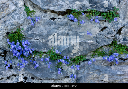 Glockenblumen (Campanula Rotundifolia) in Blüte auf alten Mauer. Stockfoto