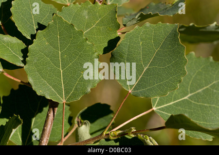 Aspen verlässt (Populus Tremula) Nahaufnahme Stockfoto