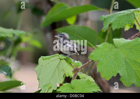 Schwarzkehlchen Küken auf Ast in Madagaskar Stockfoto