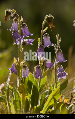 Bärtige Glockenblume (Campanula Barbata) in Blüte, Französische Alpen Stockfoto