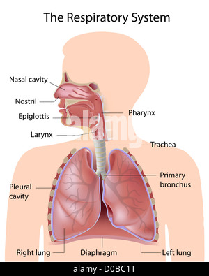 Das Atmungssystem, beschriftet Stockfoto
