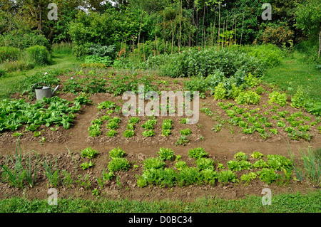 Eine traditionelle Gemüsegarten, Mischbett von Salate, Spinachs, Kartoffeln, Karotten, Bohnen... Stockfoto