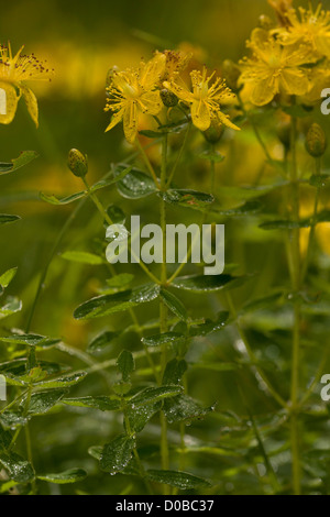 Gezähnten Johanniskraut (Hypericum Maculatum) in Blüte, Nahaufnahme Stockfoto