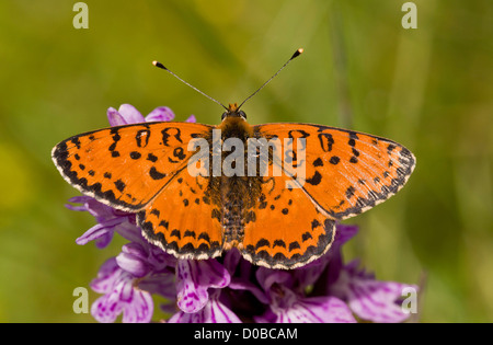 Spotted Fritillary (Melitaea Didyma) Nectaring auf eine Orchidee entdeckt (Dactylorhiza Fuchsii) französische Alpen, Nahaufnahme Stockfoto