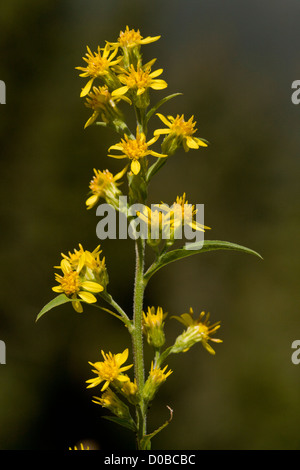 Goldrute (Solidago Virgaurea), im Spätsommer, Blume, Nahaufnahme Stockfoto