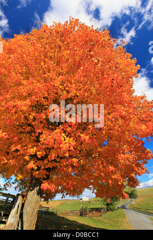 Herbst-Szene entlang der Landstraße durch Swoope Ackerland, Shenandoah Valley, Virginia, USA Stockfoto