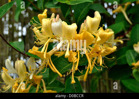 Geißblatt (Lonicera Periclymenum) Blume auf dem Zaun des Gartens, im Juni. Stockfoto