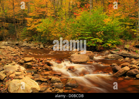 TROCKEN SIE, GABEL, SOUTH FORK RED CREEK, WILDSCHWEINE NEST TRAIL, HIERFÜR UND ROARING EBENEN WILDNIS, DOLLY GRASSODEN, DRY CREEK, WEST VIRGINIA, Stockfoto