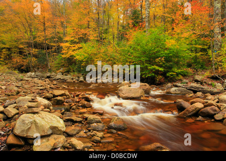 TROCKEN SIE, GABEL, SOUTH FORK RED CREEK, WILDSCHWEINE NEST TRAIL, HIERFÜR UND ROARING EBENEN WILDNIS, DOLLY GRASSODEN, DRY CREEK, WEST VIRGINIA, Stockfoto